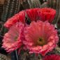Preview: Echinocereus fabella (plomreichii) gerüschte Blüte